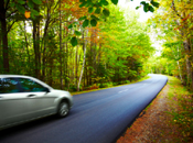 car driving through green forest